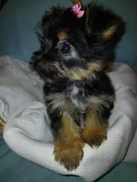 Jasmine, a female Yorkshire Terrier for sale in Plover, WI – Photo 8 of 10
