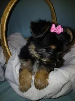 Jasmine, a female Yorkshire Terrier for sale in Plover, WI – Photo 7 of 10