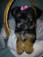 Jasmine, a female Yorkshire Terrier for sale in Plover, WI – Photo 10 of 10