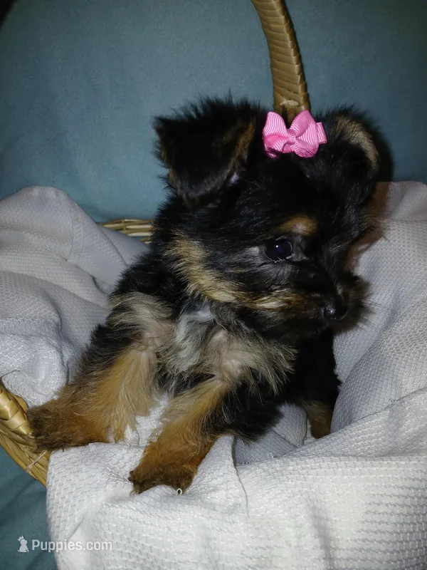 Jasmine – Yorkshire Terrier puppy for sale in Plover, WI