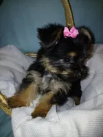 Jasmine, a female Yorkshire Terrier for sale in Plover, WI – Photo 1 of 10