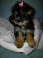 Jasmine, a female Yorkshire Terrier for sale in Plover, WI – Photo 3 of 10