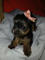 Harlow, a female Yorkshire Terrier and Shorkie for sale in Plover, WI – 4 of 10