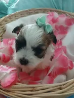 Anna, a female Morkie for sale in Plover, WI – 7 of 10