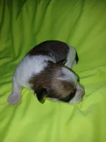 Brooklyn, a male Shorkie for sale in Plover, WI – 8 of 8