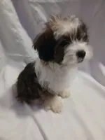 Huey, a male Shorkie for sale in Plover, WI – 4 of 10