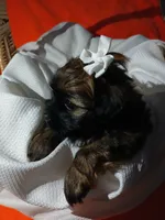Dolly, a female Shorkie for sale in Plover, WI – 10 of 10