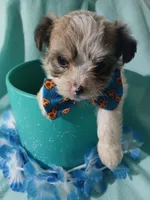 Brooklyn, a male Shorkie for sale in Plover, WI – 7 of 10