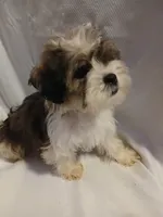 Dewey, a male Shorkie for sale in Plover, WI – 7 of 10