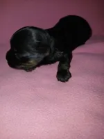 Asia, a female Shorkie for sale in Plover, WI – 4 of 4
