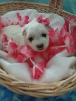 Elsa, a female Morkie for sale in Plover, WI – 4 of 9