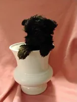 Asia, a female Shorkie for sale in Plover, WI – 6 of 9