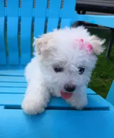 Elsa, a female Morkie for sale in Plover, WI – 6 of 10