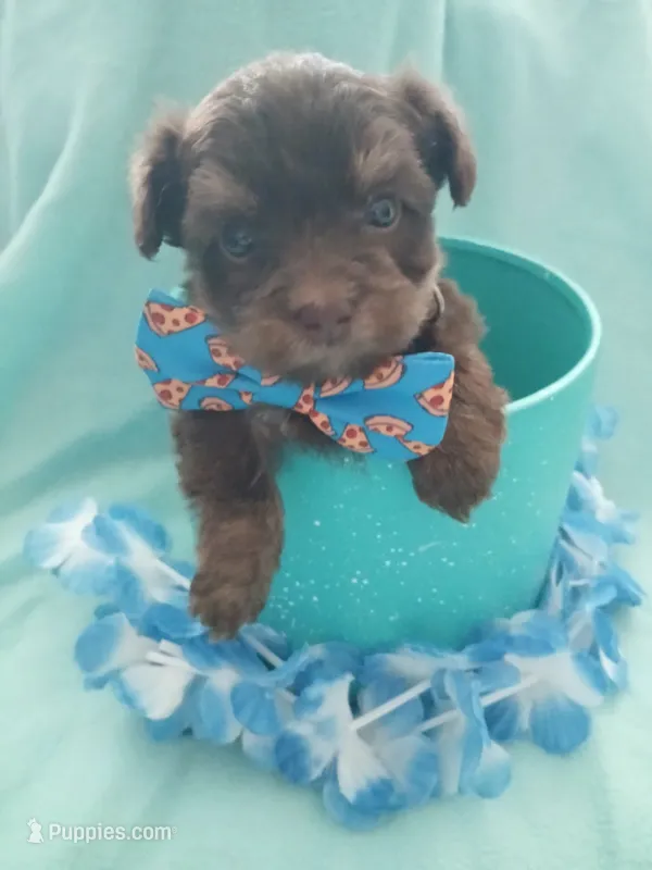 London – Shorkie puppy for sale in Plover, WI
