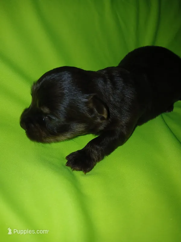 London – Shorkie puppy for sale in Plover, WI