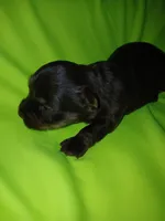 London, a male Shorkie for sale in Plover, WI – 1 of 4