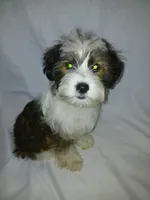 Huey, a male Shorkie for sale in Plover, WI – 7 of 10