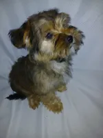 Chewy, a male Shorkie for sale in Plover, WI – 4 of 6
