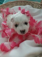 Elsa, a female Morkie for sale in Plover, WI – 7 of 9