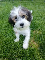 Huey, a male Shorkie for sale in Plover, WI – 4 of 10