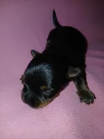 Paris, a female Shorkie for sale in Plover, WI – 3 of 8