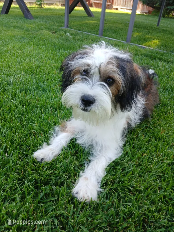 Huey – Shorkie puppy for sale in Plover, WI