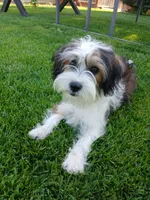 Huey, a male Shorkie for sale in Plover, WI – 2 of 10