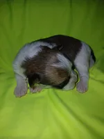 Brooklyn, a male Shorkie for sale in Plover, WI – 3 of 8