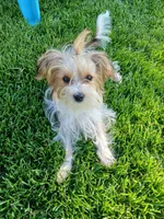Pax, a male Shorkie for sale in Plover, WI – 5 of 10