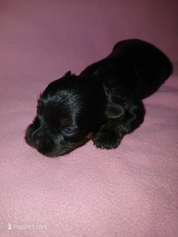 Asia – Shorkie puppy for sale in Plover, WI