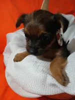 Arlo, a male Yorkshire Terrier and Shorkie for sale in Plover, WI – 6 of 10