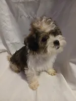 Dewey, a male Shorkie for sale in Plover, WI – 8 of 10