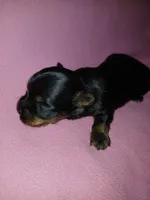 Paris, a female Shorkie for sale in Plover, WI – 6 of 8