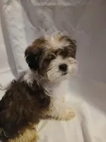 Dewey, a male Shorkie for sale in Plover, WI – 9 of 10
