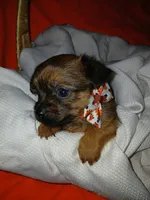 Tarlo, a male Yorkshire Terrier and Shorkie for sale in Plover, WI – 3 of 8