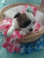 Anna, a female Morkie for sale in Plover, WI – 4 of 10