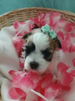 Anna, a female Morkie for sale in Plover, WI – 5 of 10