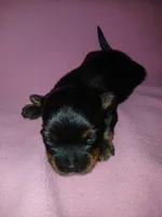 Paris, a female Shorkie for sale in Plover, WI – 2 of 8