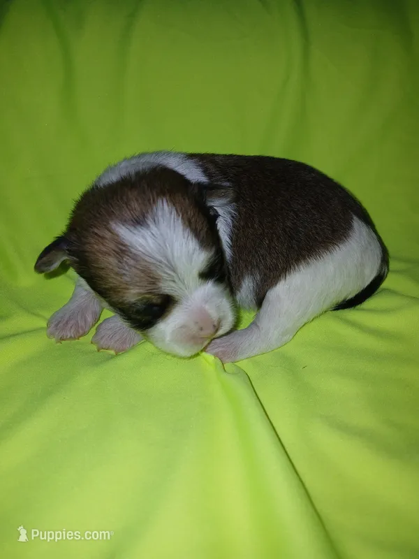 Brooklyn – Shorkie puppy for sale in Plover, WI