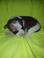 Brooklyn, a male Shorkie for sale in Plover, WI – 1 of 8