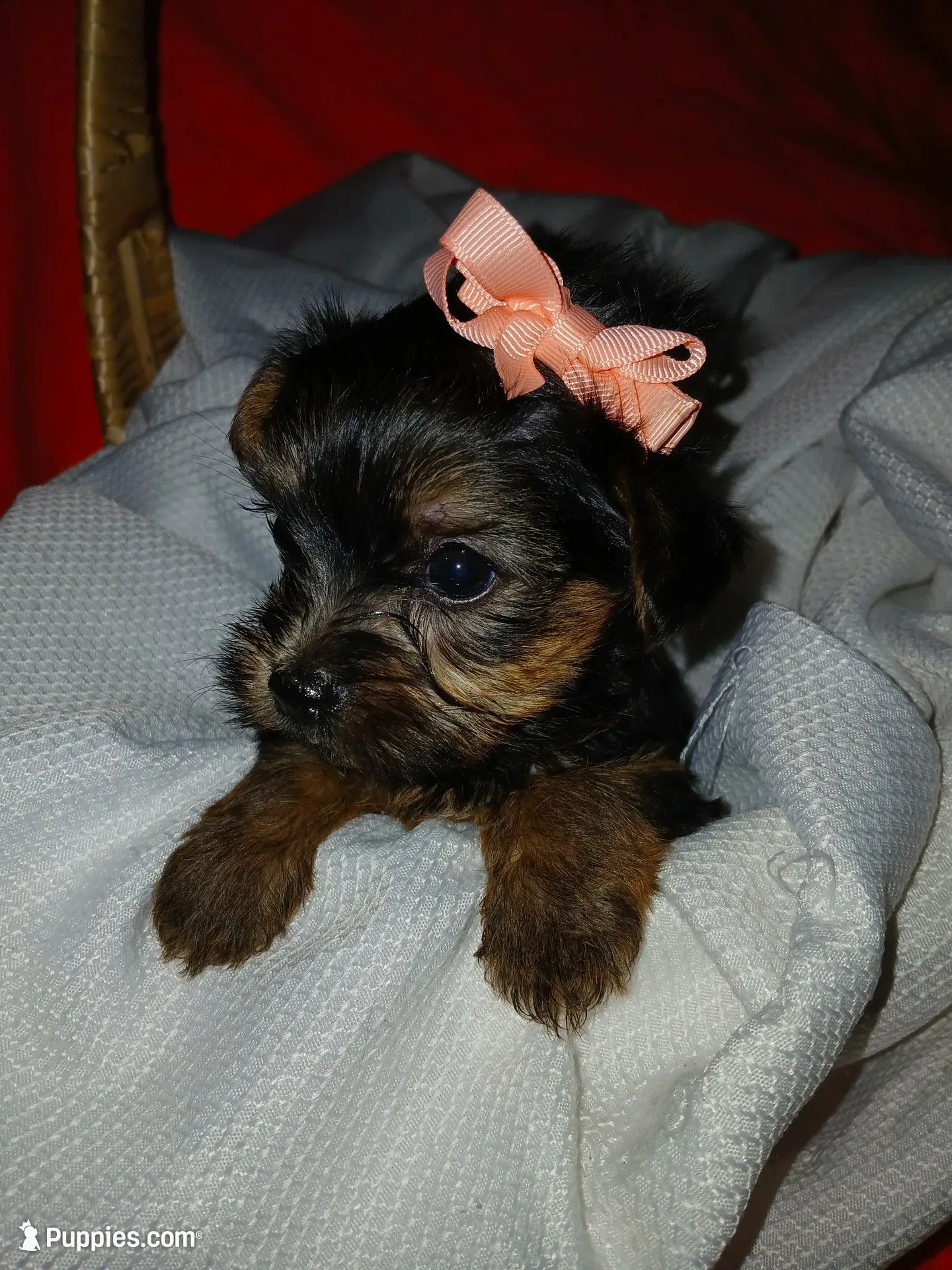 Harlow, a female Yorkshire Terrier and Shorkie for sale in Plover, WI – 1 of 10