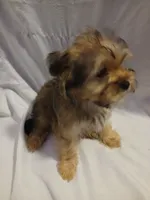 Chewy, a male Shorkie for sale in Plover, WI – 5 of 6