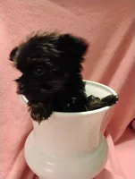 Asia, a female Shorkie for sale in Plover, WI – 8 of 9