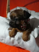 Tarlo, a male Yorkshire Terrier and Shorkie for sale in Plover, WI – 7 of 8