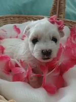 Elsa, a female Morkie for sale in Plover, WI – 6 of 9