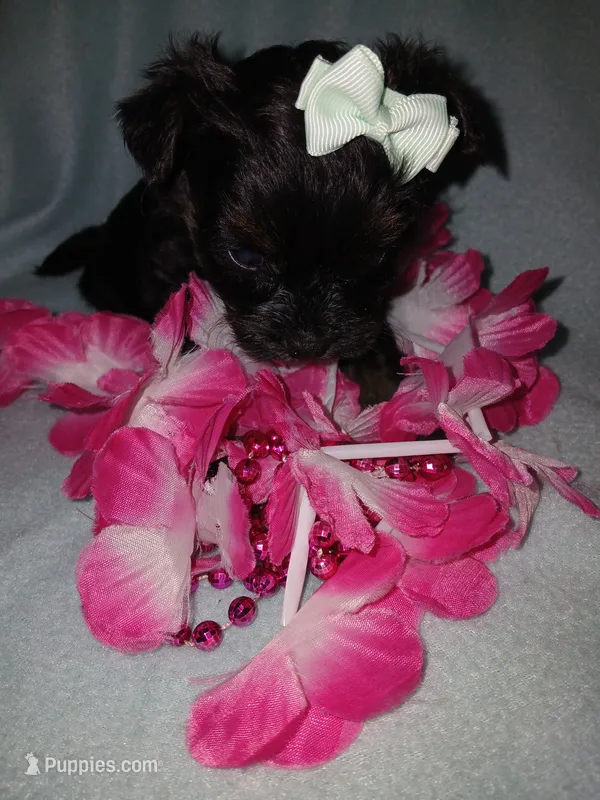 Asia – Shorkie puppy for sale in Plover, WI