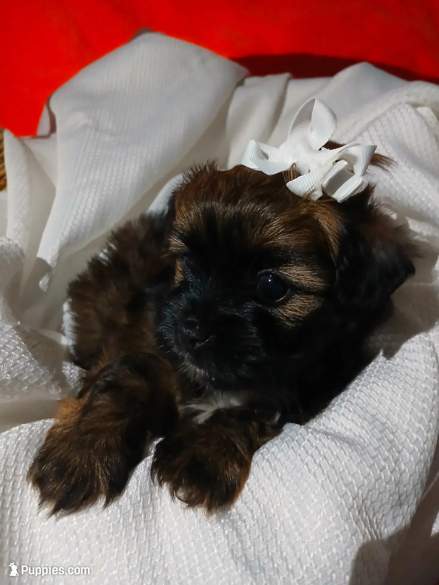 Dolly, a female Shorkie for sale in Plover, WI – 1 of 10