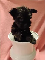 Asia, a female Shorkie for sale in Plover, WI – 3 of 9