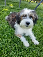 Huey, a male Shorkie for sale in Plover, WI – 7 of 10