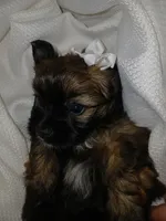 Dolly, a female Shorkie for sale in Plover, WI – 4 of 10